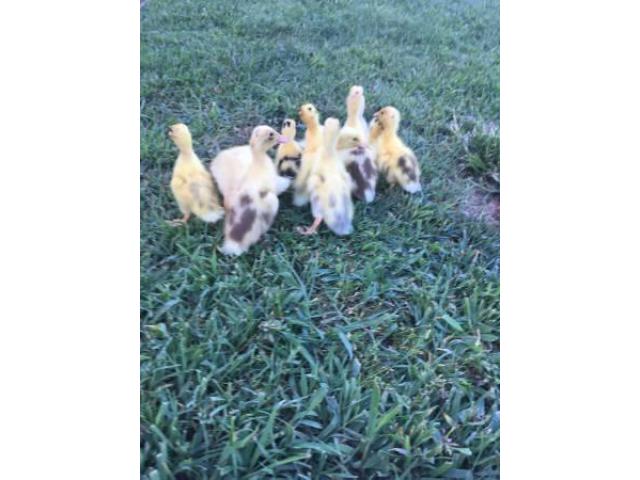 ducklings for sale near me